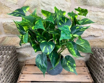 Philodendron Leaf Extra Large Bunch With or Without Pot