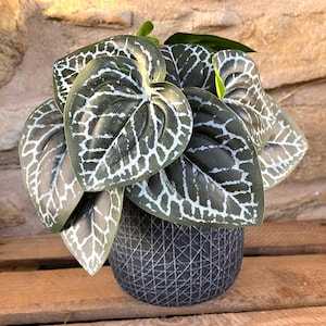 May include: A potted plant with large, dark green leaves featuring a white, web-like pattern. The plant is in a dark gray, textured pot with a geometric design. The background is a light brown stone wall.