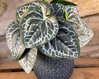 Arbusto de planta de nervio artificial impreso (grande) 18 cm - Con o sin maceta