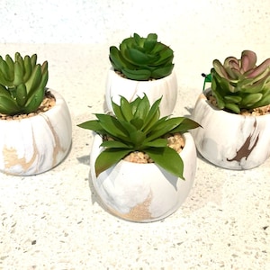 Pode incluir: Quatro pequenas suculentas em vasos de mármore branco. As suculentas são verdes e têm uma variedade de formas e tamanhos.