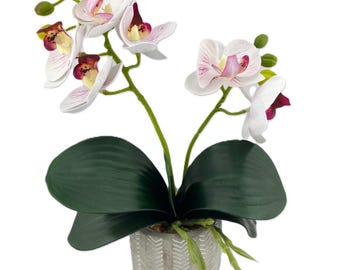 2 Stem Mini Phal Orchid Arrangement - Subtle Pink