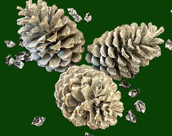 3 Dried and Frosted Natural Pine Cones Average Size 12 - 14 cm