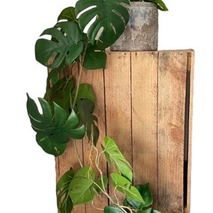 Puede incluir: Una paleta de madera con una planta verde frondosa que cuelga sobre ella. La planta está en una maceta gris y tiene hojas grandes.