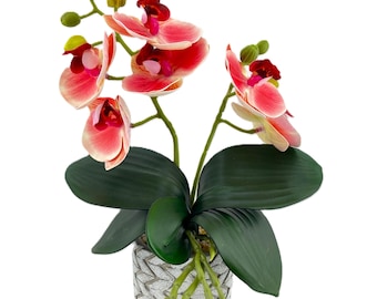 2 Stem Mini Phal Orchid Arrangement - Pink Veined
