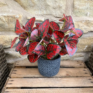 Fläckigt drakblad stort knippe med eller utan kruka