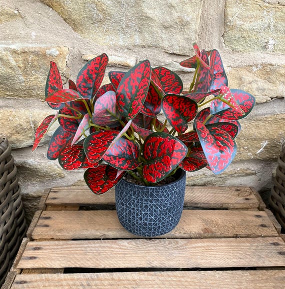 hoya kerrii variegata kaufen Hoya kerrii 