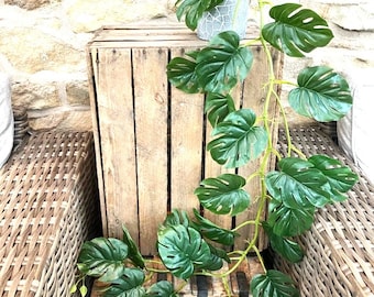 monstera deliciosa plant for sale Monstera Deliciosa 'Swiss Cheese Plant' Houseplant 17cm Pot