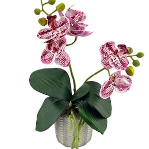 2 Stem Mini Phal Orchid Arrangement - Pink Speckled