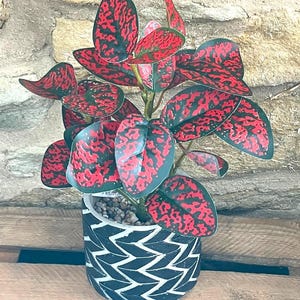 Spotted Dragon Leaf Small Bunch With Or Without Pot