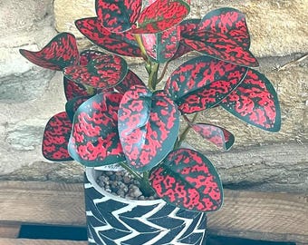 Spotted Dragon Leaf Small Bunch With Or Without Pot