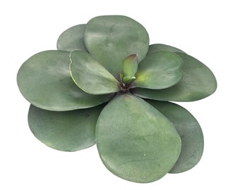 Artificial Large Green & Mauve Succulent, 19cm