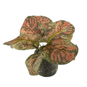 Brunnera Leaf Bunch In Burgundy With Or Without Pot