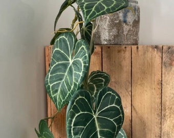 Artificial Trailing Athurium Silk Printed Vine - 110cm
