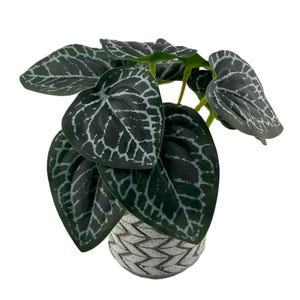 Puede incluir: Una planta en maceta con hojas de color verde oscuro que presentan un llamativo patrón de venas blancas. La planta está en una maceta decorativa, texturizada, blanca y gris. Las hojas tienen forma de corazón. Es un artículo decorativo.