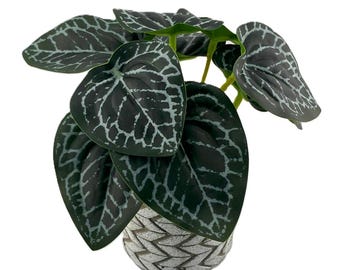 Arbusto artificial de planta nerviosa impreso de 18 cm - Con o sin maceta