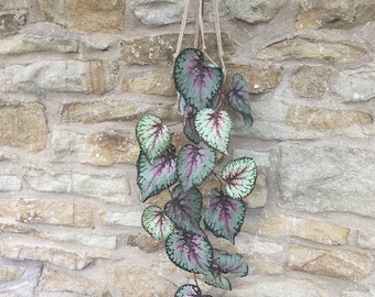 Artificial Begonia Hanging Spray - 110cm - Pink & Grey
