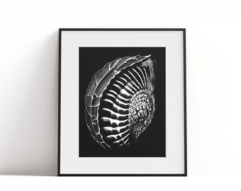 Concha en sombra arte digital en blanco y negro