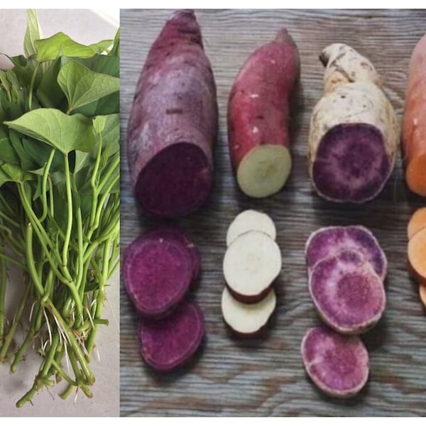 Okinawan Sweet Potato Slips Etsy