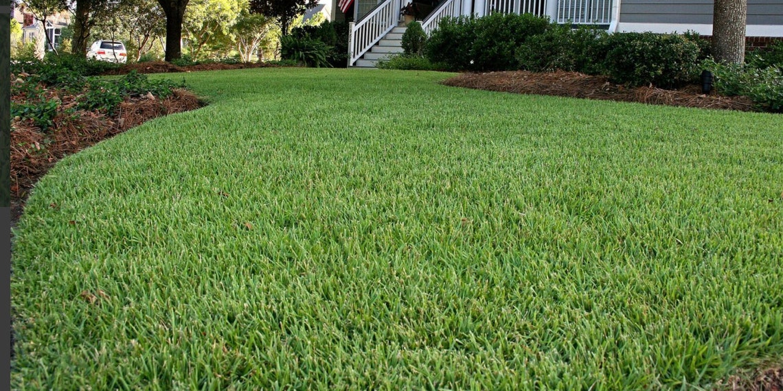 Zoysia Grass Seedszoysia Empire Grass1/8 Lb Lawn Grass Seed Etsy