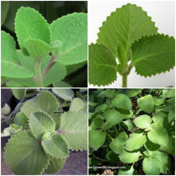 Mexican Oregano Seeds Etsy