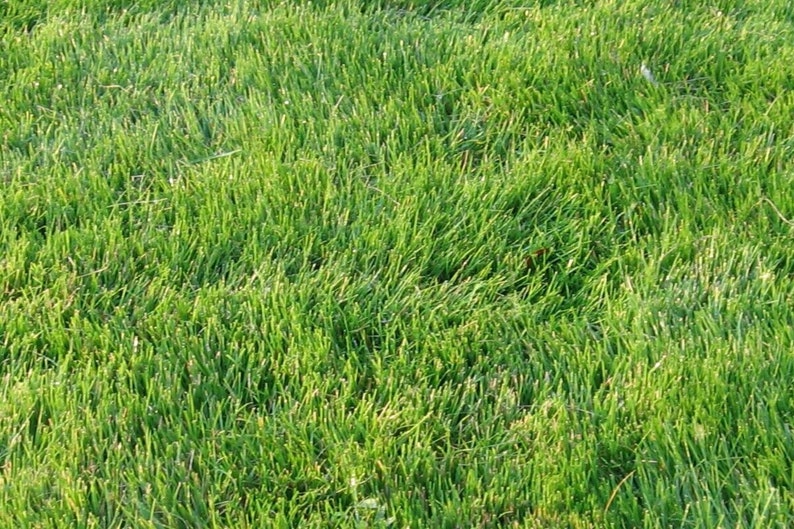 Zoysia Grass Seedszoysia Emerald Grass1/8 Lb Lawn Grass Seed Etsy