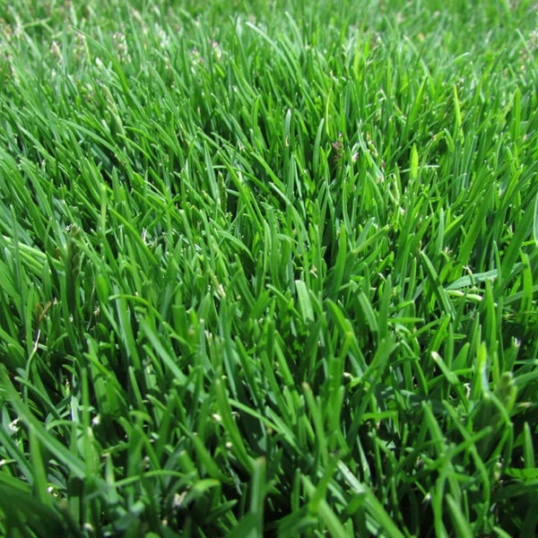 Zoysia Grass Seed Etsy
