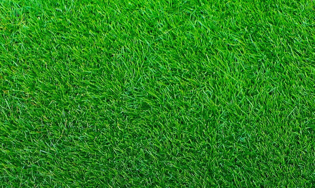 Zoysia Grass Seedszoysia Empire Grass1/8 Lb Lawn Grass Seed Etsy
