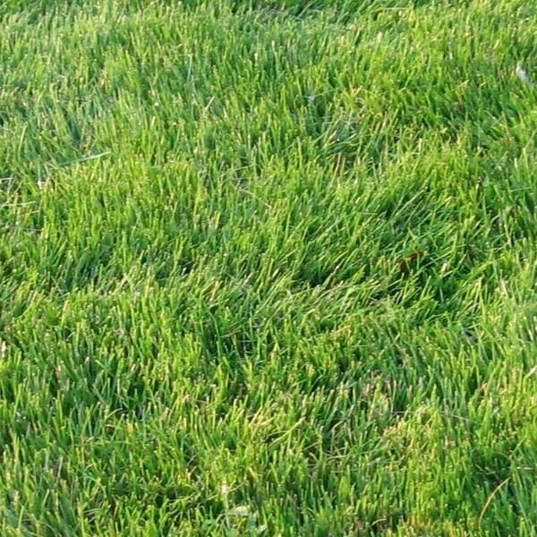 Zoysia Grass Etsy
