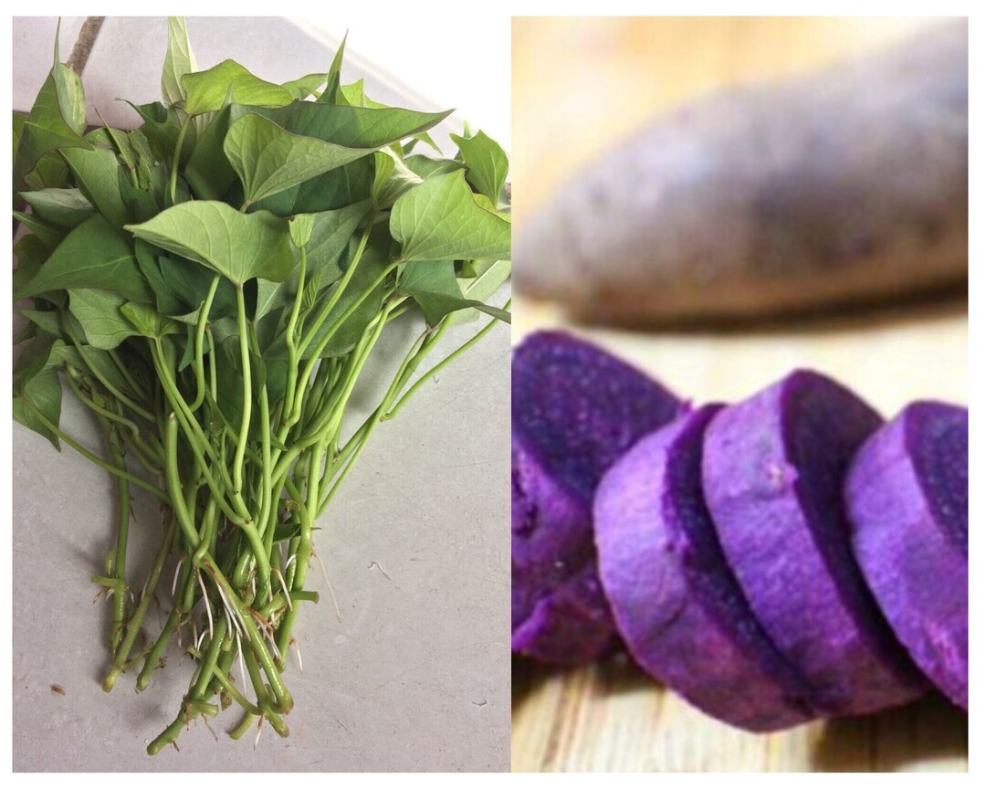 Purple Sweet Potato Slips / 10 Slips Organic Purple Inside Etsy