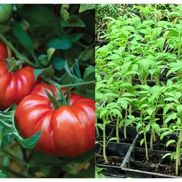 Beefsteak Tomato Etsy