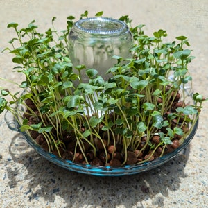 May include: A clear glass jar sits in the centre of a shallow blue bowl filled with small green sprouts growing in brown soil pellets.