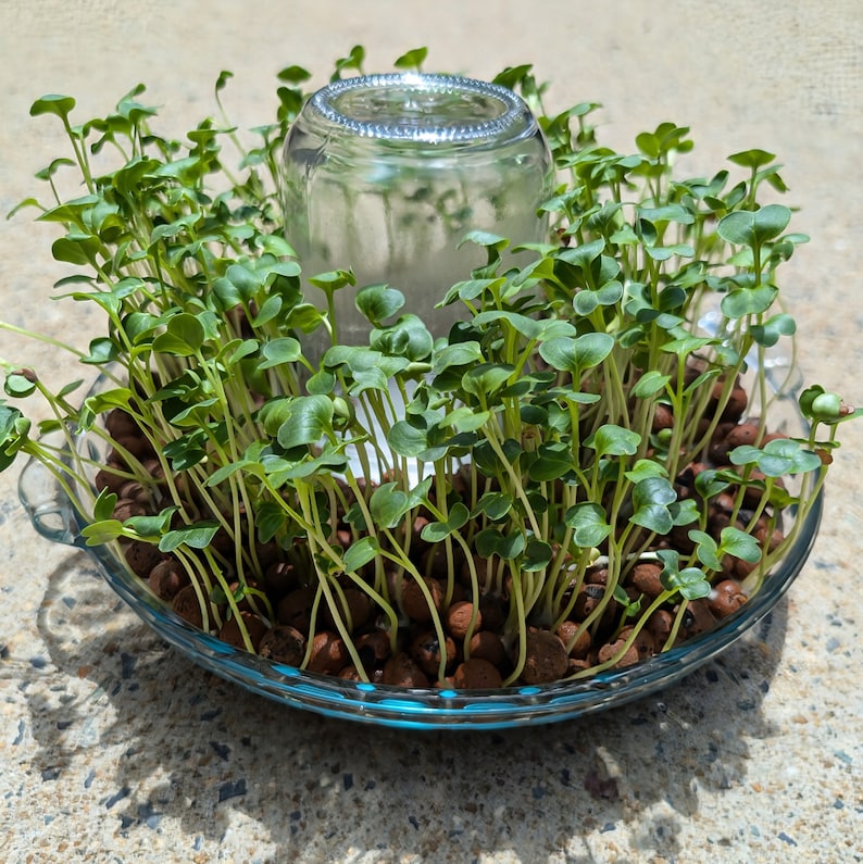 May include: A clear glass jar sits in the centre of a shallow blue bowl filled with small green sprouts growing in brown soil pellets.