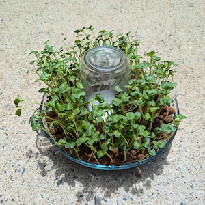 May include: A glass jar with a clear lid sits in the centre of a round terracotta planter. The planter is filled with small green sprouts growing in a bed of brown pebbles.