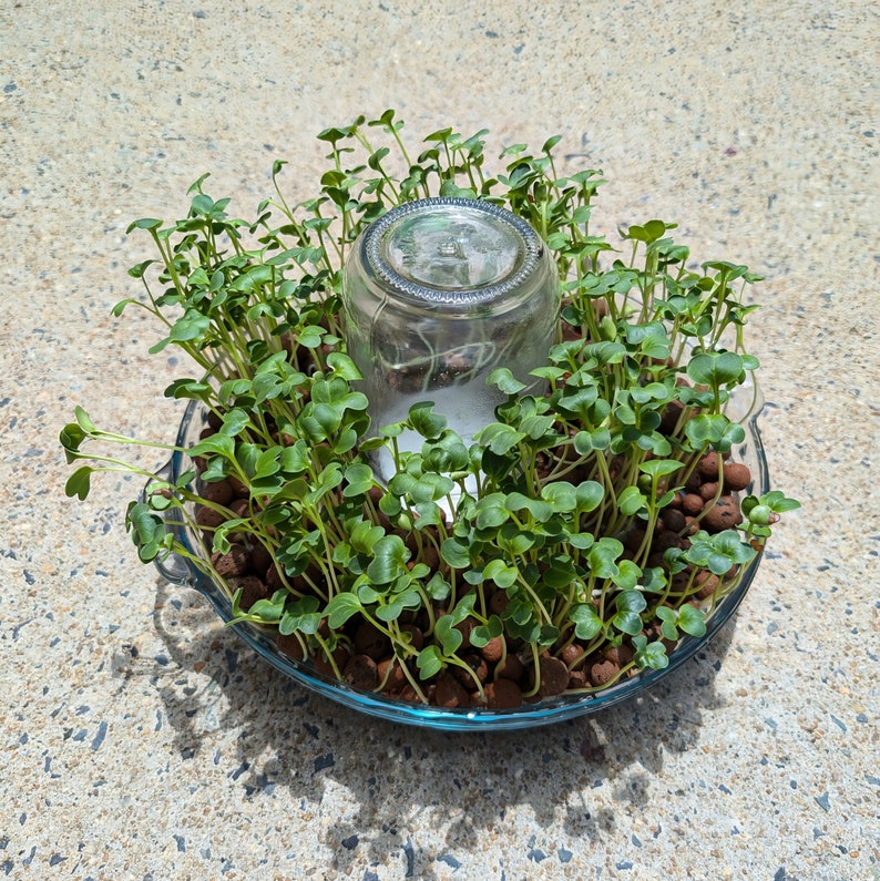 May include: A glass jar with a clear lid sits in the centre of a round terracotta planter. The planter is filled with small green sprouts growing in a bed of brown pebbles.