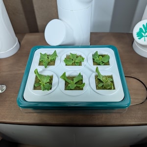 May include: A hydroponic gardening system with six small lettuce plants in individual white containers. The system has a teal-colored base and is surrounded by white plastic components. The lettuce plants are green and growing.