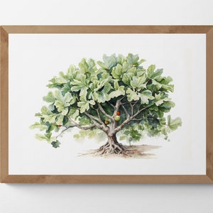 Könnte beinhalten: Aquarellmalerei eines Feigenbaums mit grünen Blättern und ein paar reifen Feigen. Der Baum ist in einem realistischen Stil mit detaillierten Ästen und Wurzeln dargestellt.