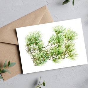 Tarjeta botanica con dibujo de pino, tarjeta de agradecimiento, postal con ilustracion acuarela