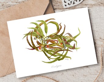 Cartes de papeterie florales - Notecard aquarelle Eucalyptus - carte de voeux de remerciement - papeterie botanique