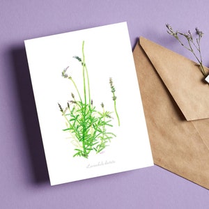 Illustrazione dell'acquerello della pianta di lavanda - biglietto di auguri a6 - biglietto da visita botanico - biglietto vuoto di wilflower