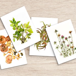 Confezione di stampe botaniche ad acquerello da 4 - cancelleria floreale - qualsiasi carta occasione - set di bigliettini floreali da 4