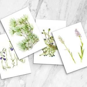 Juego de 4 tarjetas botánicas - paquete de cuatro tarjetas de notas de acuarela - postales ilustradas