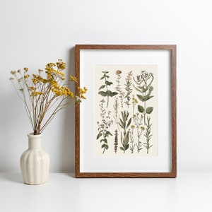 Vintage Kräuter-Druck Geschenk für Pflanzenliebhaber Antiker Herbarium-Druck Vintage botanischer Druck Wildblumen Kunst-Kraut-Zeichnung Geschenk für Naturliebhaber