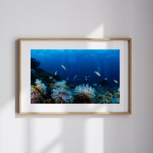 Coral Reef Art Underwater Photography Ocean Life Wall Art Gift for Ocean Lover Marine Life Art for Coastal Wall Decor Marine Biologist Gift
