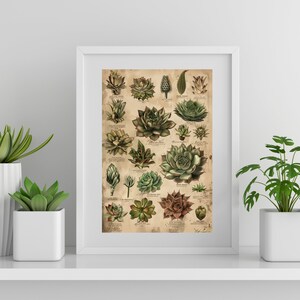 Arte suculenta, impressão botânica vintage, presente para amantes de plantas, desenho de suculentas para arte inspirada na natureza, ilustração botânica antiga