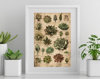 Succulent Artwork Vintage Botanical Print Gift for Plant Lover Succulent Drawing for Nature Inspired Artwork Antique Botanical Illustration