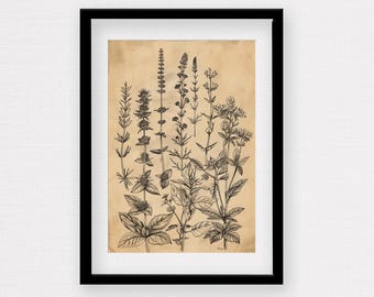 Vintage Herb Print Gift for Plant Lover Antique Herbarium Print Vintage Botanical Print Wildflower Art Herb Drawing Gift for Nature Lover
