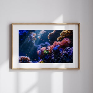 Coral Reef Art Underwater Photography Ocean Life Wall Art Gift for Ocean Lover Marine Life Art for Coastal Wall Decor Marine Biologist Gift