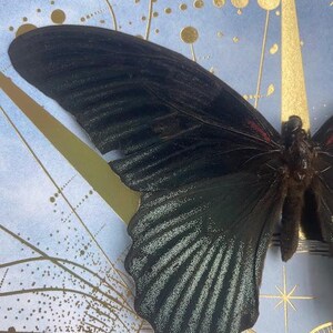 Celestial Twin Butterflies Shadow Box — Black & Scarlet Mounted Specimens Bild 4