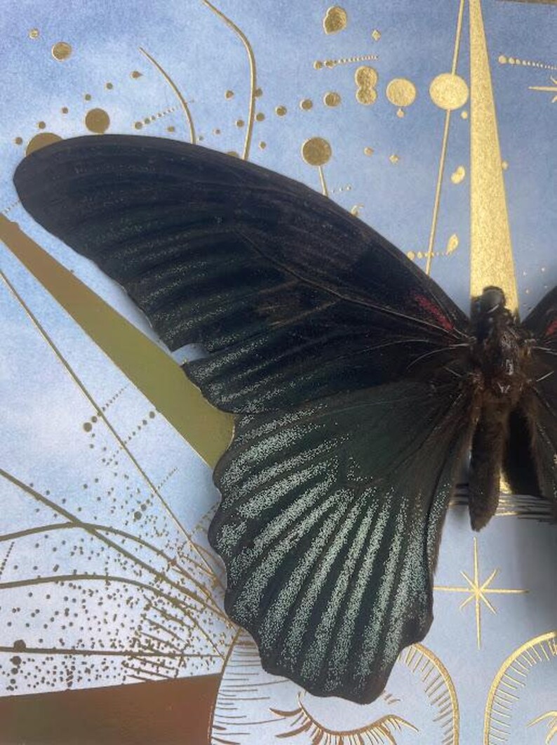 Celestial Twin Butterflies Shadow Box — Black & Scarlet Mounted Specimens Bild 4
