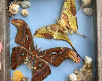 Atlas Moth and Malaysian Moon Moth Surrounded by Baby's Breath and Natural Sea Shells